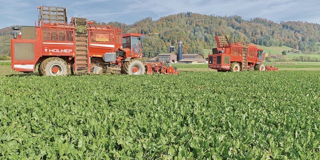 Auf dem Eschenhof von Franz Gassmann wurde in diesem Jahr noch die konventionelle Rübe angebaut. Der Landwirt stellt nun auf Bio um und testet dabei eine ganz neue Methode im Rübenanbau. (Bilder zVg)