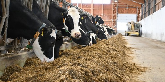 Proteinreicher Maiskleber soll für Milchviehfütterung ab 2024 nur noch aus zertifiziertem Anbau stammen, schreiben die SMP. (Symbolbild BauZ)