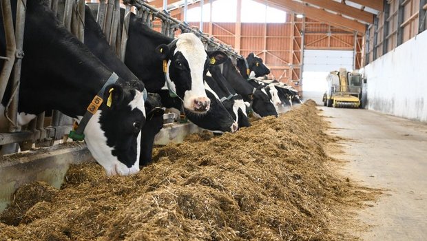 SMP: Verkäsungszulage nicht senken, Futter soll nachhaltiger werden, vertretbarer Butterimport Proteinreicher Maiskleber soll für Milchviehfütterung ab 2024 nur noch aus zertifiziertem Anbau stammen, schreiben die SMP. (Symbolbild BauZ)