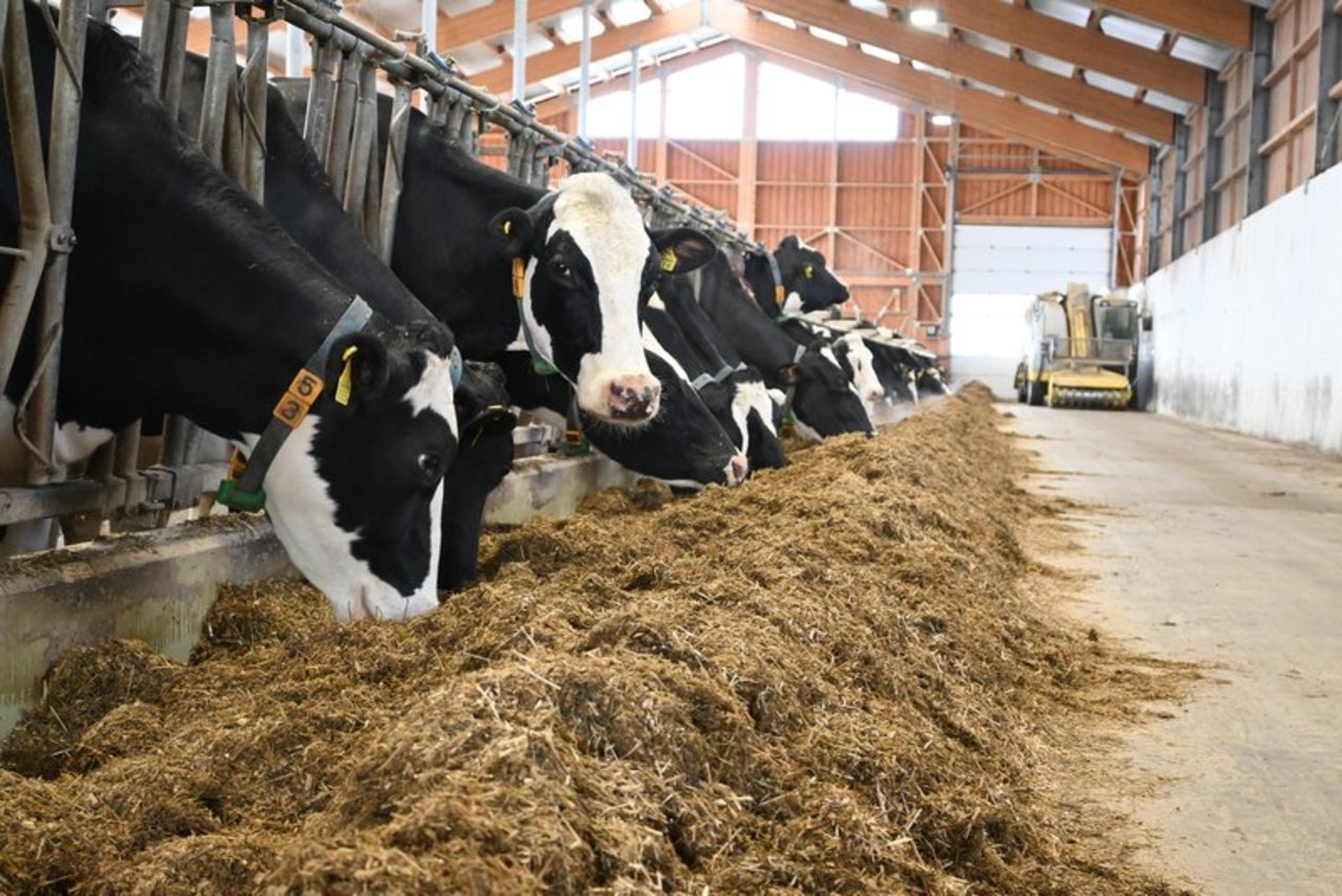 Proteinreicher Maiskleber soll für Milchviehfütterung ab 2024 nur noch aus zertifiziertem Anbau stammen, schreiben die SMP. (Symbolbild BauZ)