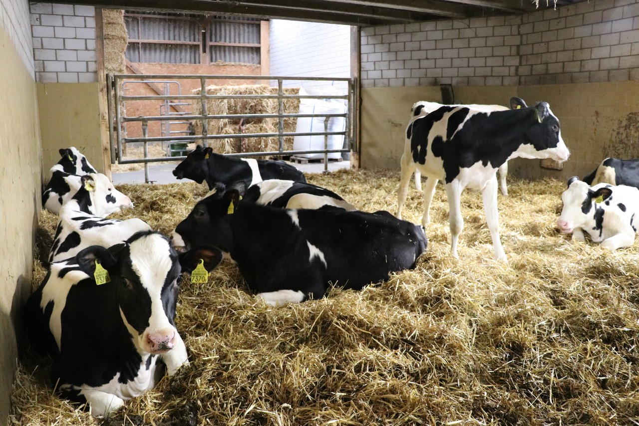 Bald werden auch die Daten der Holstein-Züchter von Qualitas verwaltet. (Bild BauZ/rae)