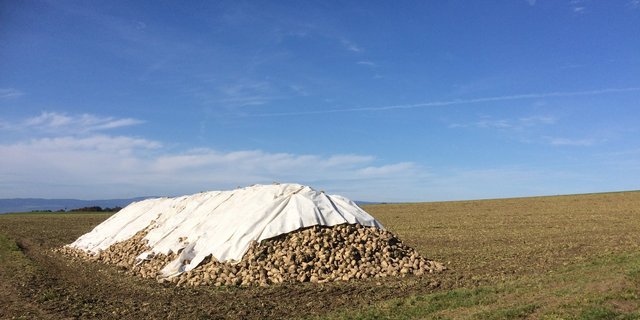 Die Klimagruppe fordert eine ausserordentliche Generalversammlung als Präsenz-Anlass, sodass alle Beteiligten ihre Stimme einbringen können. (Bild BauernZeitung/sjh) 