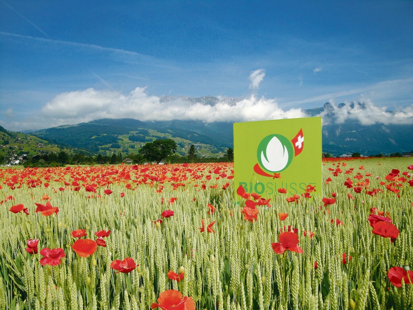 Bio hat im Bereich Pflanzenbau, so auch bei Getreide, noch viel Potenzial. Nicht einfach ist es im teils bereits gesättigten Milch- und Fleischmarkt. (Bild Bio Suisse)