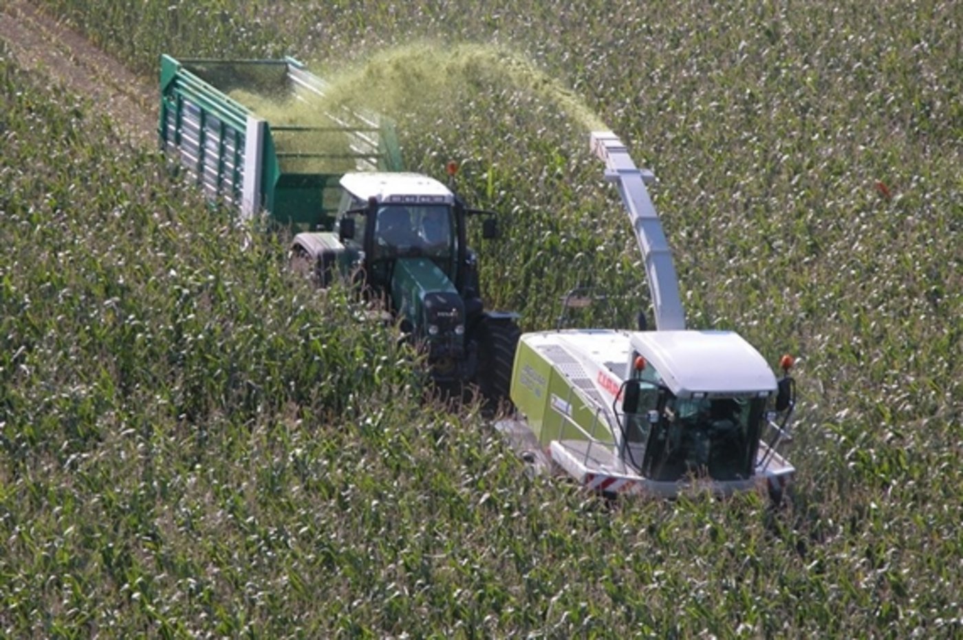 Ein Jagdunfall auf einem Maisfeld in Deutschland hätte übel ausgehen können. (Symbolbild BauZ)