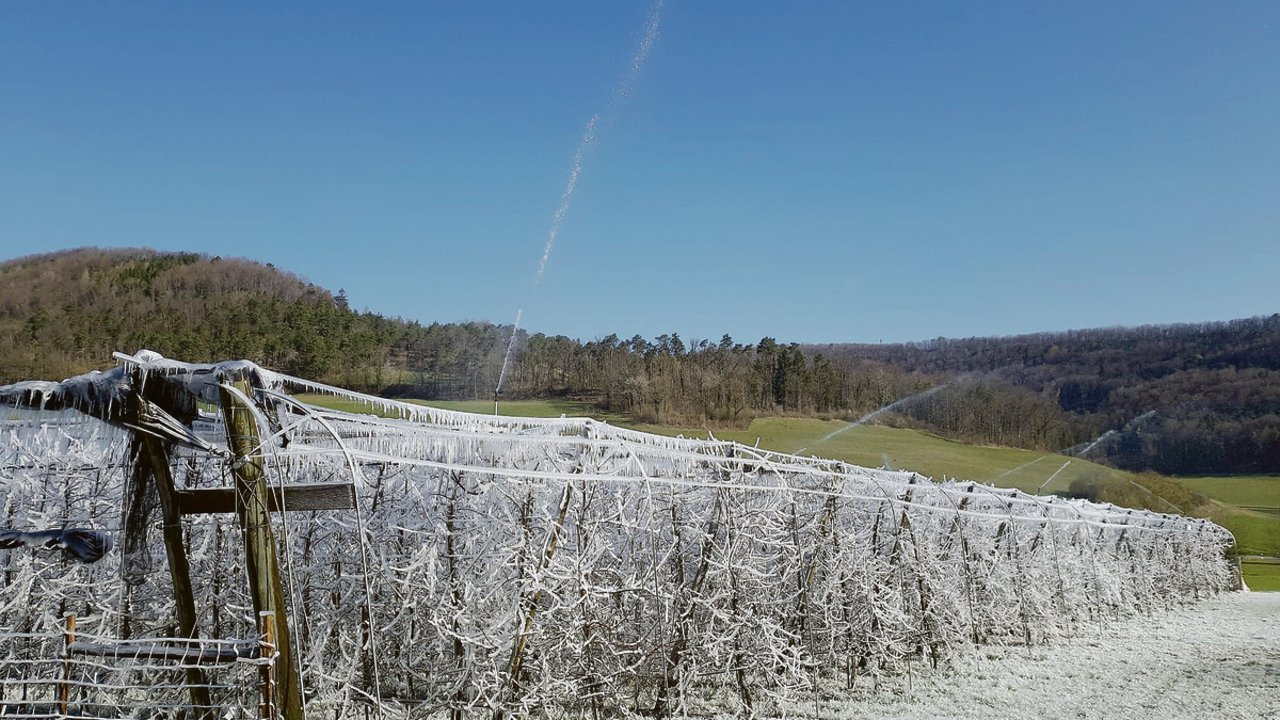 Mit Überkronenbewässerung kämpft auch dieser Aargauer Obstproduzent diesen Frühling gegen Frostschäden.(Bild zVg)