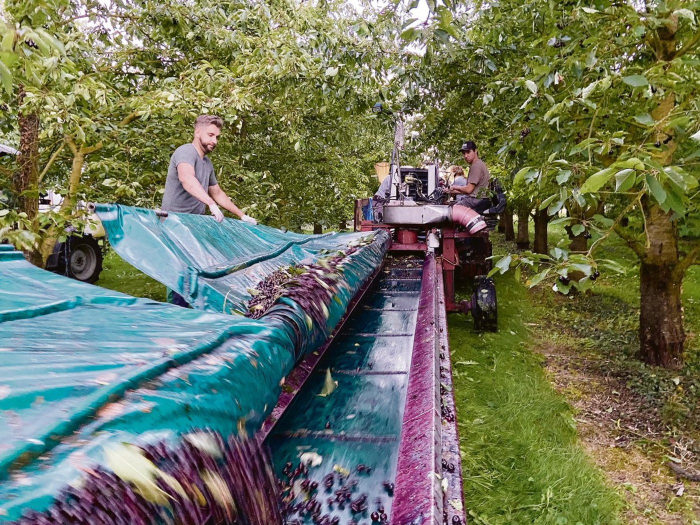 Das Aufnahmegerät im Einsatz: Die Blachen werden ausgezogen und dann links und rechts vom Baum hingelegt. Dann kommt der Schüttler in den Einsatz. Jetzt aktiviert der Maschinist den Einrollmechanismus und die Kirschen gelangen aufs Förderband.(Bilder akr)