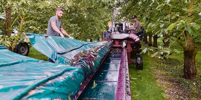 Das Aufnahmegerät im Einsatz: Die Blachen werden ausgezogen und dann links und rechts vom Baum hingelegt. Dann kommt der Schüttler in den Einsatz. Jetzt aktiviert der Maschinist den Einrollmechanismus und die Kirschen gelangen aufs Förderband.(Bilder akr)