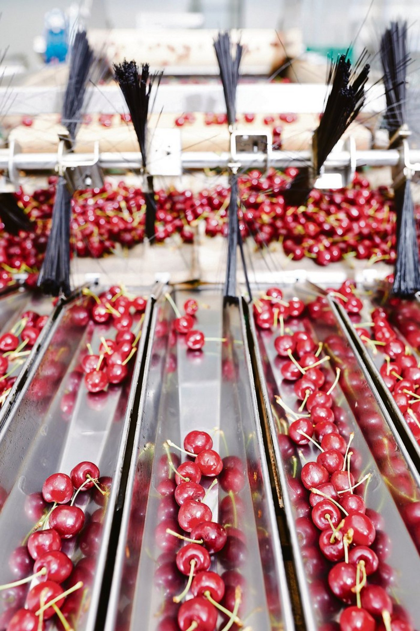 Im Bild die Kirschen-Kalibrierungsanlage in der Obsthalle Sursee.  Die Kirschenernte 2020 war eine grosse organisatorische Herausforderung – zum Beispiel bei der Kalibrierung. (Bild Fenaco)