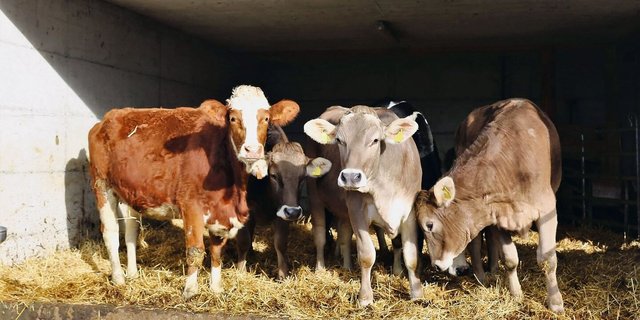 «Wir sind ausgebucht», heisst es bei den meisten Aufzuchtbetrieben. Viele Talbetriebe sind aber noch auf der Suche nach Aufzuchtsplätzen. Lösungen müssen her.