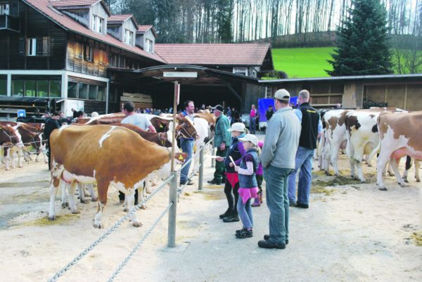 Für viele Züchter sind Beständeschauen immer noch ein wichtiger Gradmesser für den eigenen Betrieb und die eigene Zucht. Dafür setzen sich nun die Swiss-Fleckvieh-Züchter ein. (Archivbild BauZ)