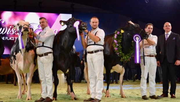 Grand-Champion-Wahl bei den Holsteindamen (von rechts): Ghardaia (später auch Supreme Champion), Heline und Jolie. (Bild jba) 