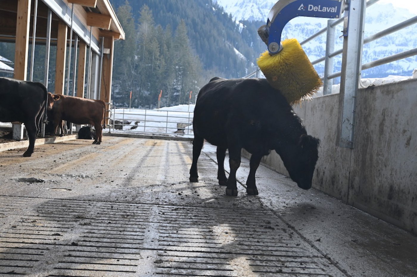Im Laufhof steht den Mutterkühen eine Drehkratzbürste zur Verfügung, die sie gerne nutzen. 