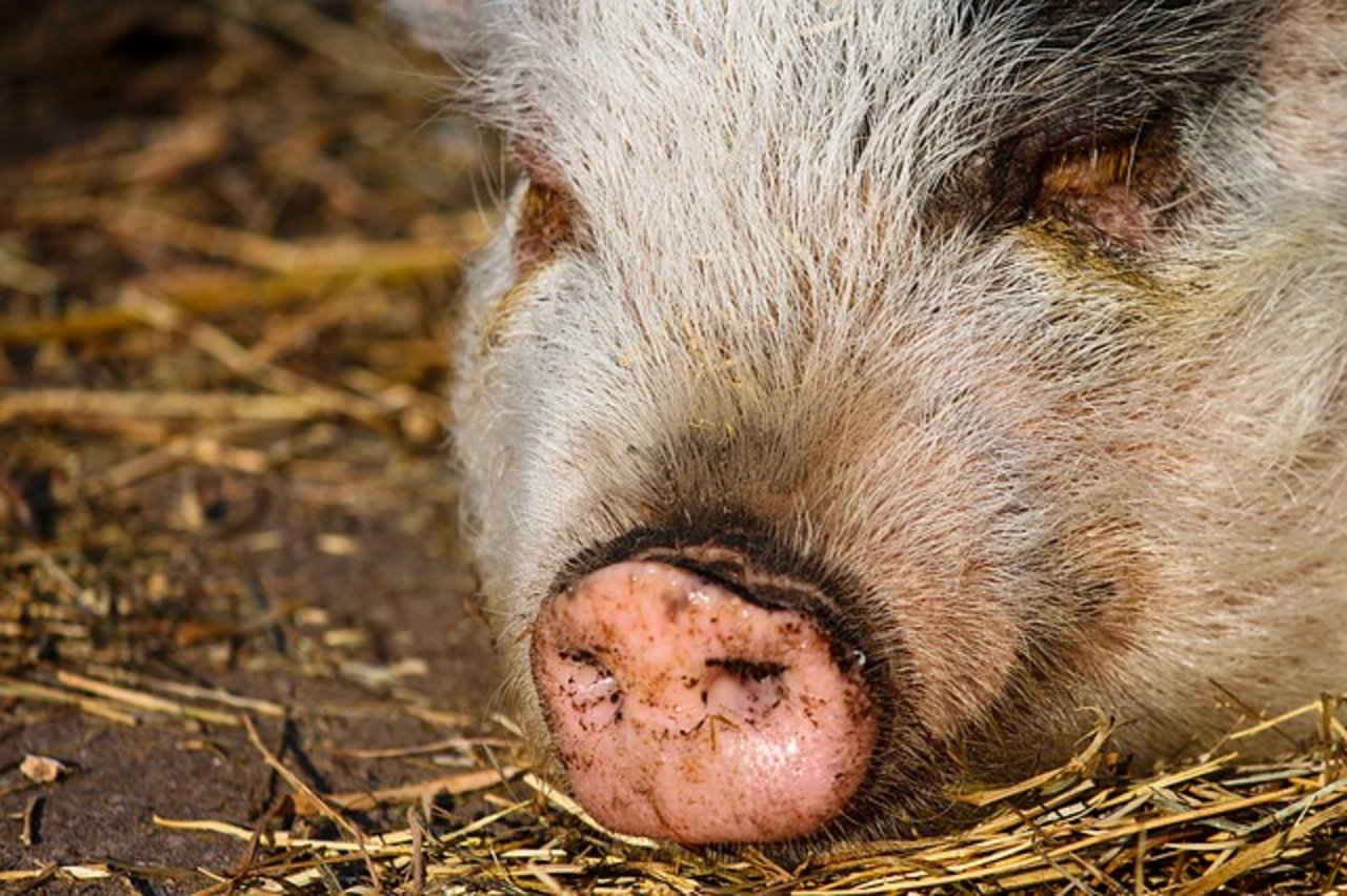 Die Physiologie von Schweinen ist jener des Menschen sehr ähnlich. (Bild pixabay)