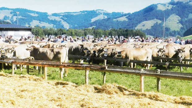 Viehschau im Kanton Schwyz: Nicht nur viele Kühe, sondern auch viele Leute. Nun sind die Organisatoren gespannt, ob die künftigen Corona-Regeln im Herbst die Durchführung überhaupt zulassen. (Bild Konrad Schuler)