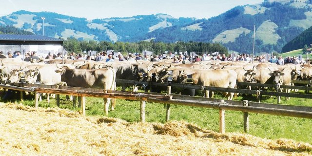 Viehschau im Kanton Schwyz: Nicht nur viele Kühe, sondern auch viele Leute. Nun sind die Organisatoren gespannt, ob die künftigen Corona-Regeln im Herbst die Durchführung überhaupt zulassen. (Bild Konrad Schuler)
