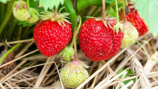 Anstehend ist die Erdbeer- und Spargelernte in der Schweiz. (Bild Pixabay)