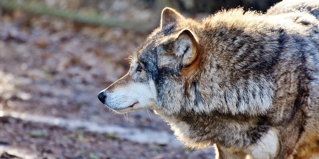 Eine Entnahme von auffälligen Einzeltieren ist in Polen nur dann möglich, wenn zuvor eine „erhebliche Bedrohung“ für den Menschen oder Nutztiere festgestellt wurde. (Bild Pixabay)