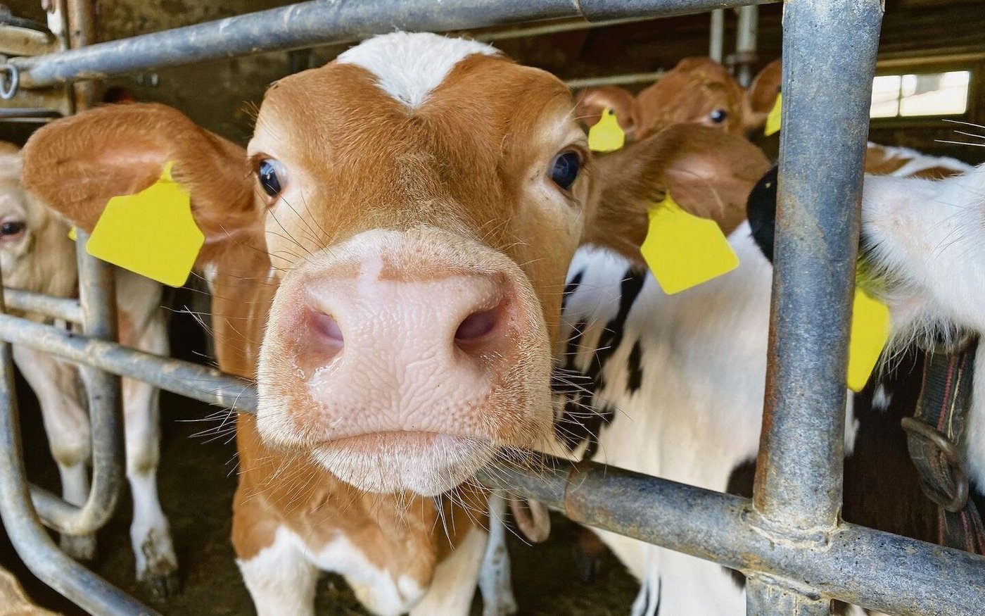 Eines der 30 Mastkälber: Diese sind die Aufgabe von Adrian Salvisbergs Vater.