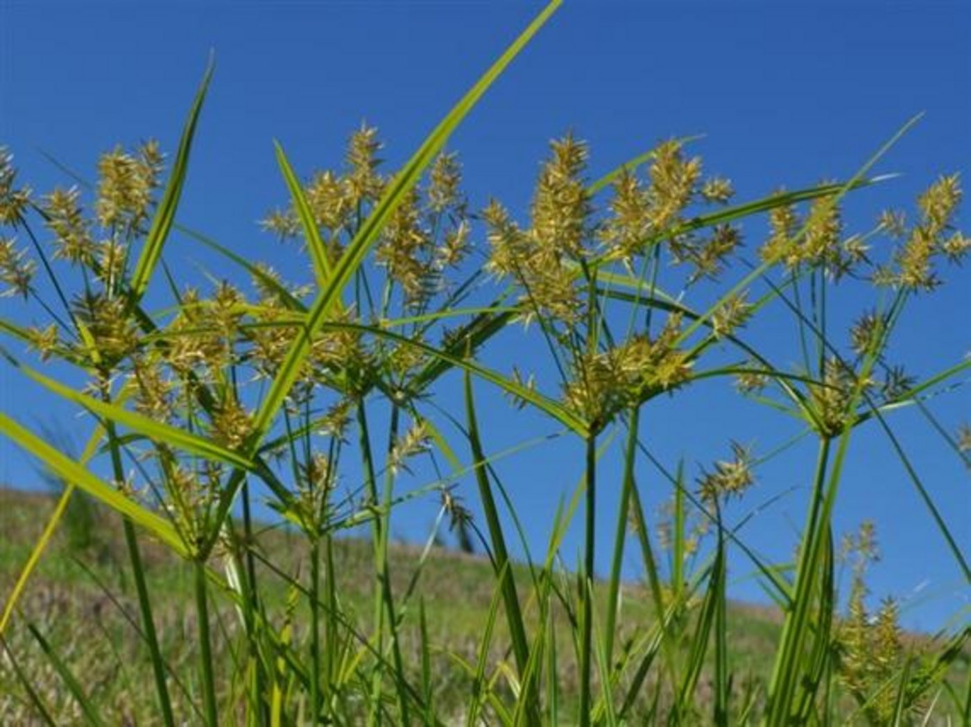Die Bekämpfung des Erdmandelgrases ist aufwendig.
