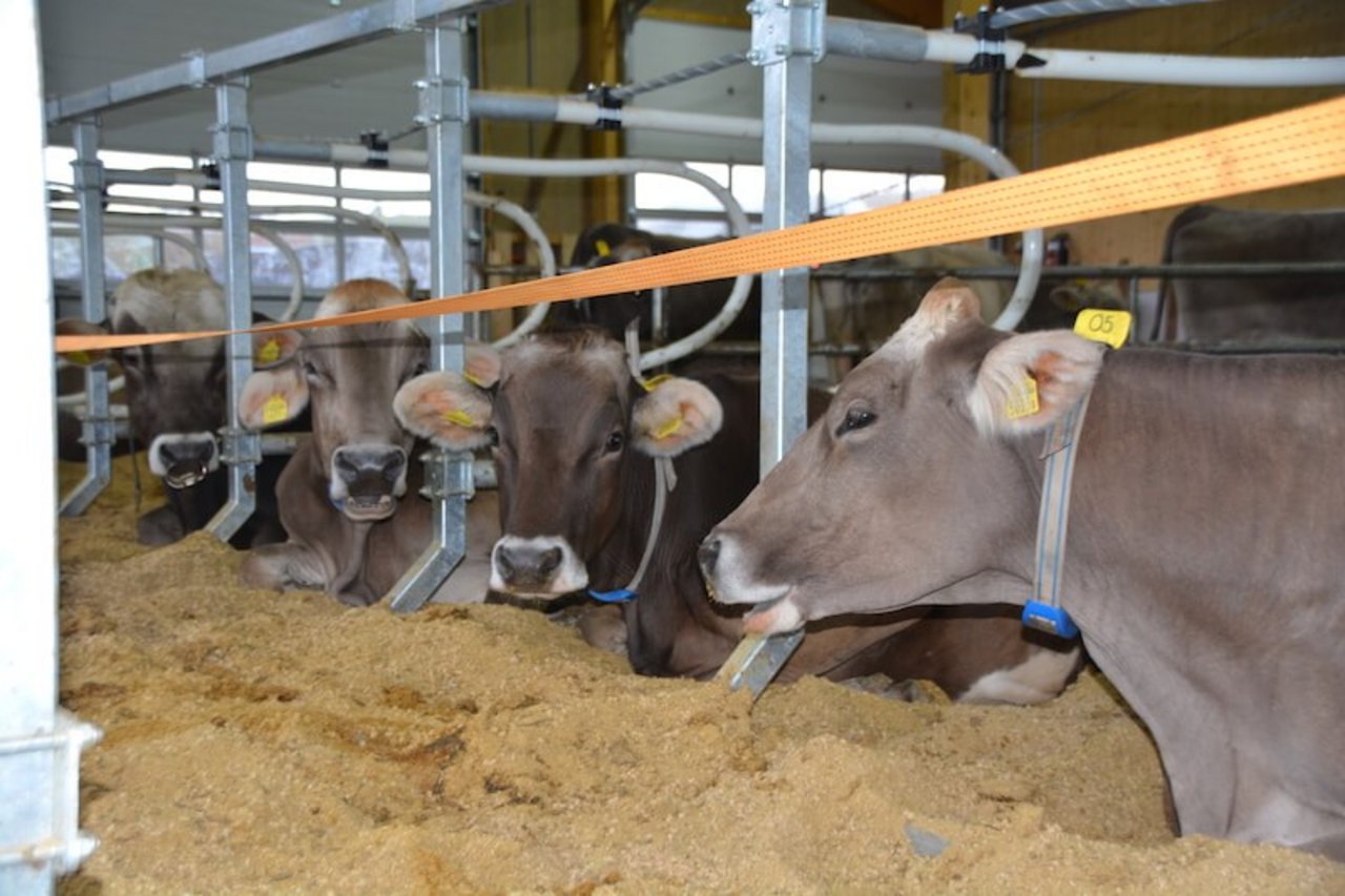 Die Braunviehkühe liegen in Tiefboxen auf Strohpellets. Auch dem Stier (links im Bild) scheint es zu gefallen.