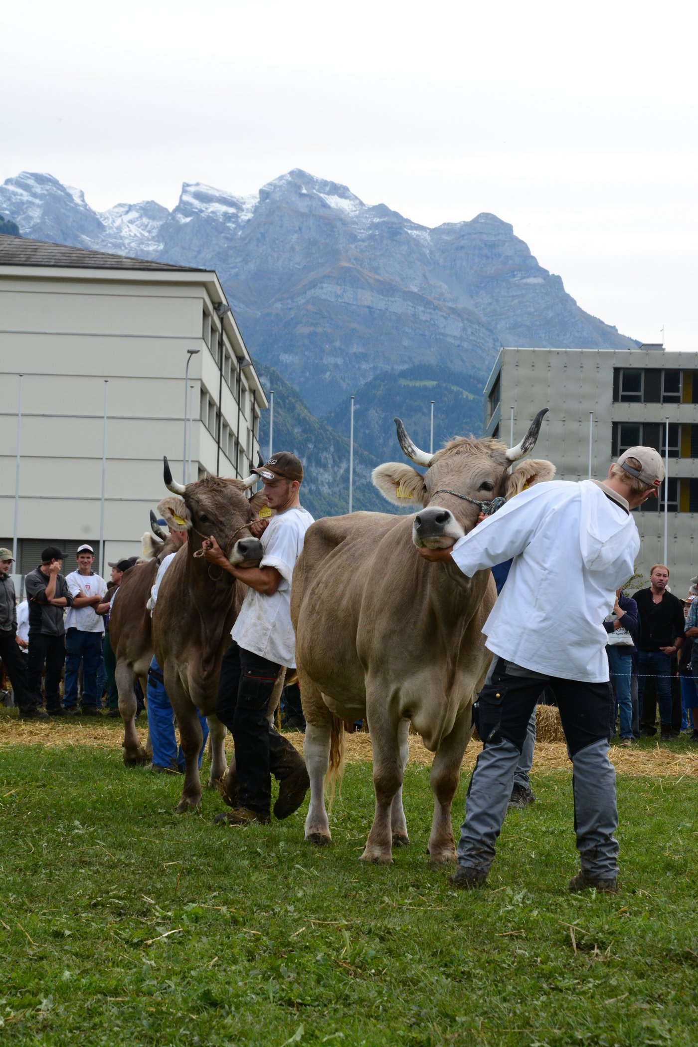 Die Abteilungssiegerinnen der Originalbraunen stehen zur Misswahl bereit.