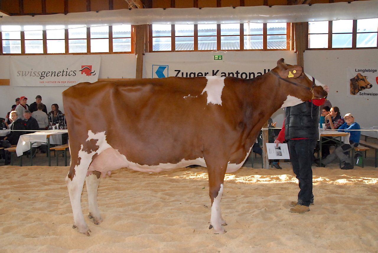 Champion Holstein: Big Apple Melusina von Markus Nussbaumer, Morgarten, wiederholte ihren Vorjahressieg.