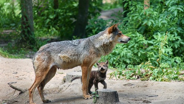 In einem Wolfsrudel im Mittelwallis haben Fotofallen zwei Jungtiere erfasst. (Bild Manfred Richter/pixabay)