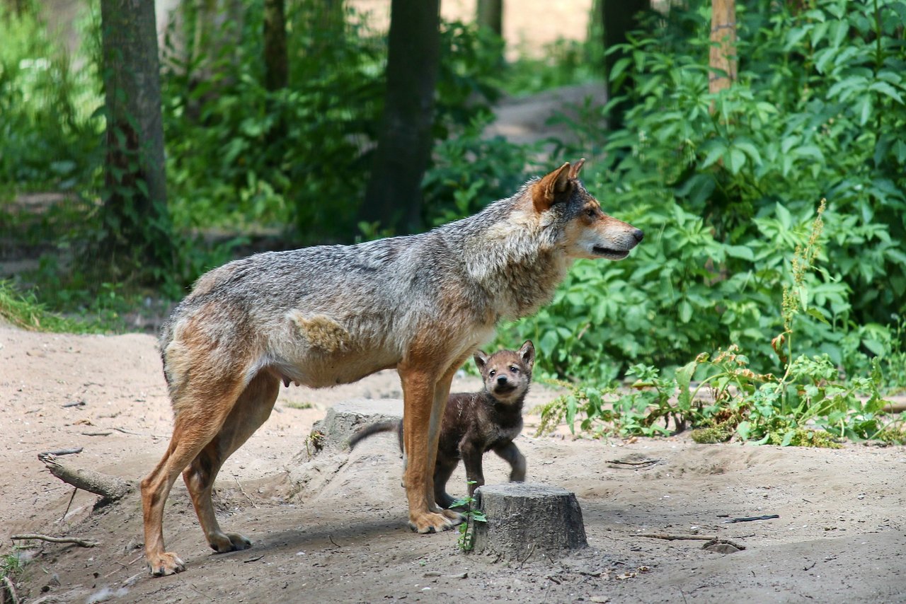 In einem Wolfsrudel im Mittelwallis haben Fotofallen zwei Jungtiere erfasst. (Bild Manfred Richter/pixabay)