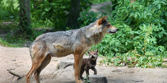 In einem Wolfsrudel im Mittelwallis haben Fotofallen zwei Jungtiere erfasst. (Bild Manfred Richter/pixabay)