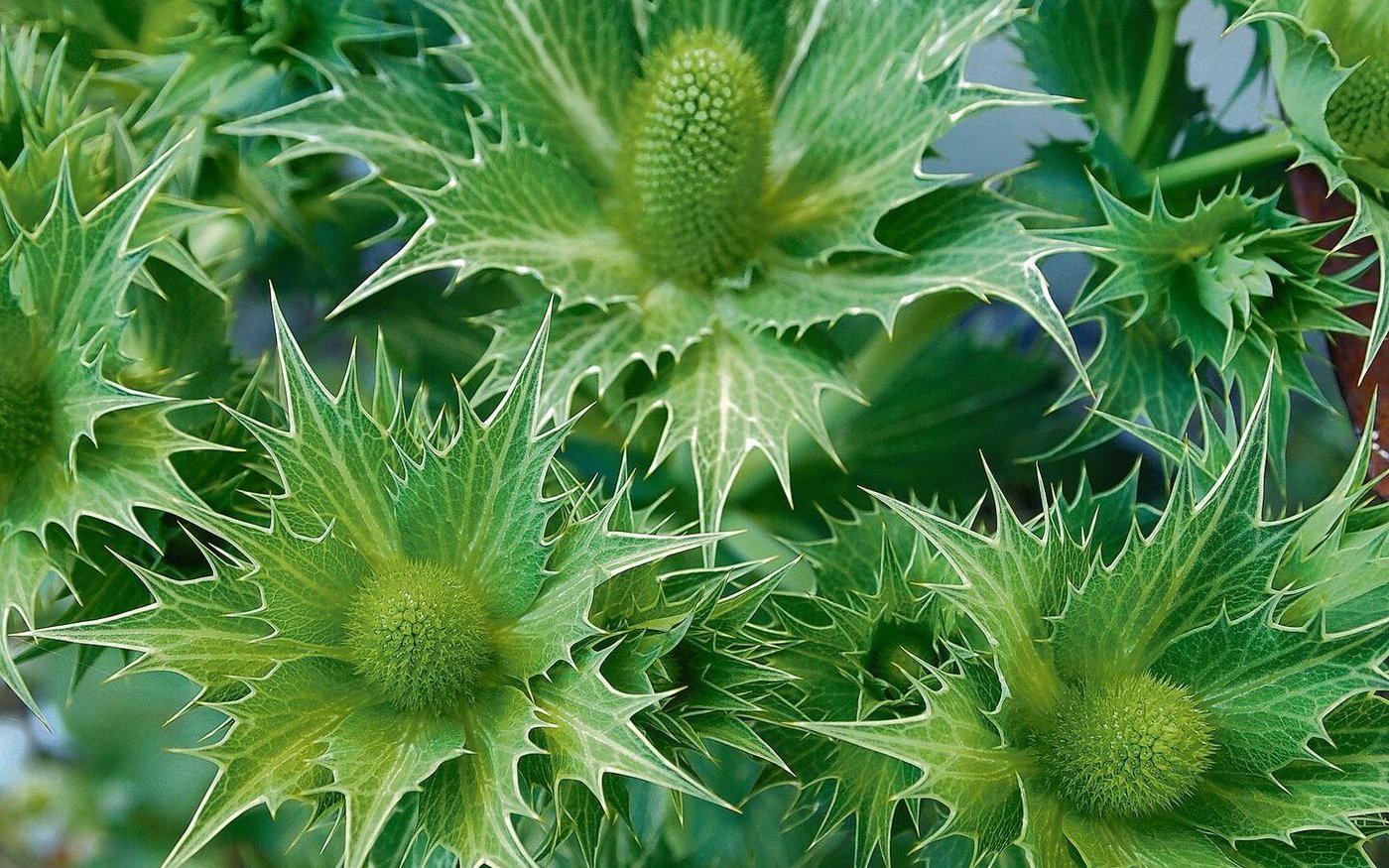 Die Elfenbeindistel Eryngium giganteum liebt sonnige und trockene Standorte. Ein Versuch mit ihr lohnt sich.