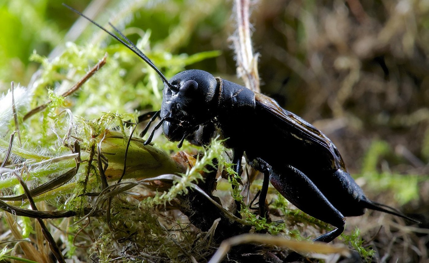Die meisten Leute haben sie bisher nur zu hören bekommen: So sieht die Feldgrille aus. (Bild: Fabio Biasio / Pro Natura)
