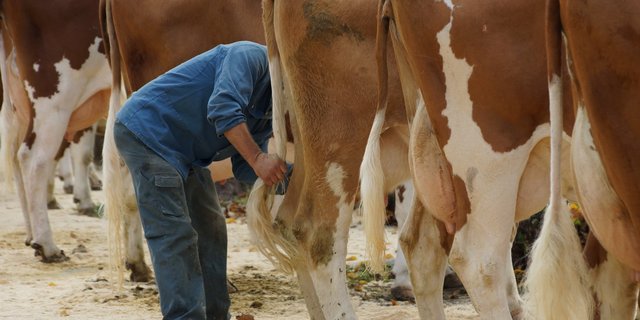 Die Berner Fleckviehzüchter verschieben ihre Delegiertenversammlung, planen aber weiter an der Durchführung der Frühlingsbeständeschauen.. (Archivbild Ruth Aerni)