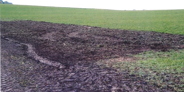 So sah die Parzelle aus, nachdem die Verlademaschine im November 2019 die 195 t Zuckerrüben auflud.  Wer für den hohen Fremdbesatz verantwortlich ist, steht immer noch nicht fest. (Bild zVg)