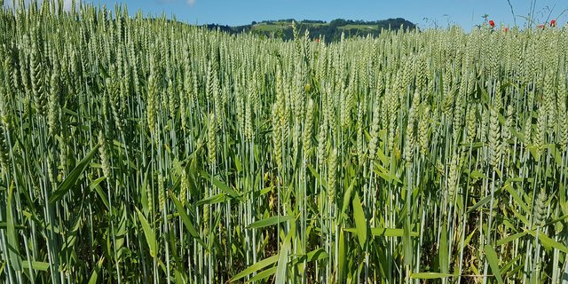 Da pestizidfreier Weizen sehr gefragt ist, soll es keine Flächenbeschränkungen beim IP-Suisse Weizen geben. (Bild Swiss Granum)