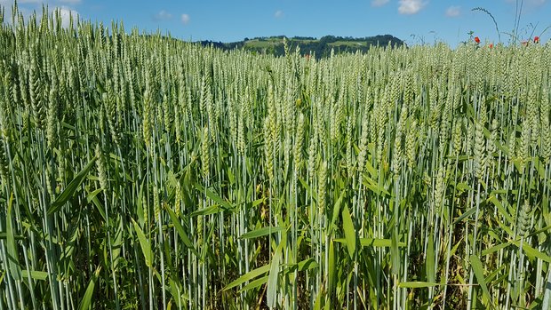 Da pestizidfreier Weizen sehr gefragt ist, soll es keine Flächenbeschränkungen beim IP-Suisse Weizen geben. (Bild Swiss Granum)