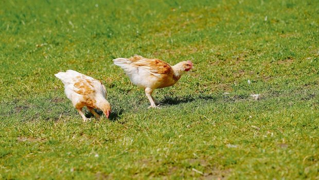 Tiere können PFAS von belasteten Böden aufnehmen. Das Nutzen verschiedener Weideflächen beugt daher zu hohen Werten in Fleisch oder Eiern vor.