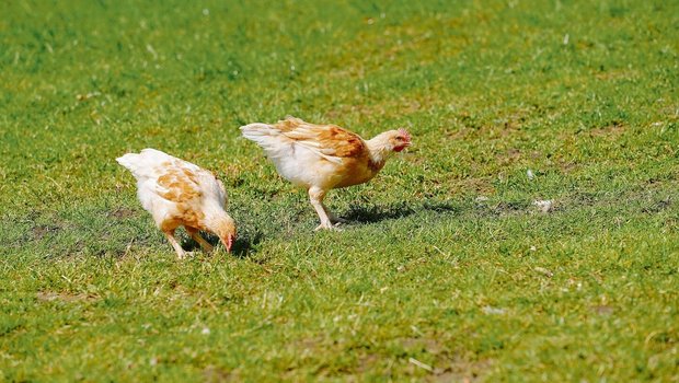 Tiere können PFAS vo Tiere können PFAS von belasteten Böden aufnehmen. Das Nutzen verschiedener Weideflächen beugt daher zu hohen Werten in Fleisch oder Eiern vor.