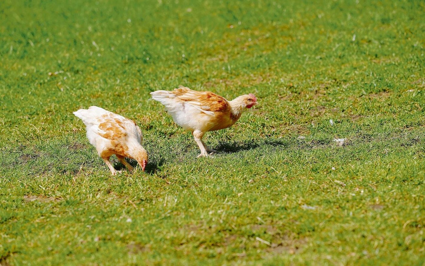 Tiere können PFAS von belasteten Böden aufnehmen. Das Nutzen verschiedener Weideflächen beugt daher zu hohen Werten in Fleisch oder Eiern vor.