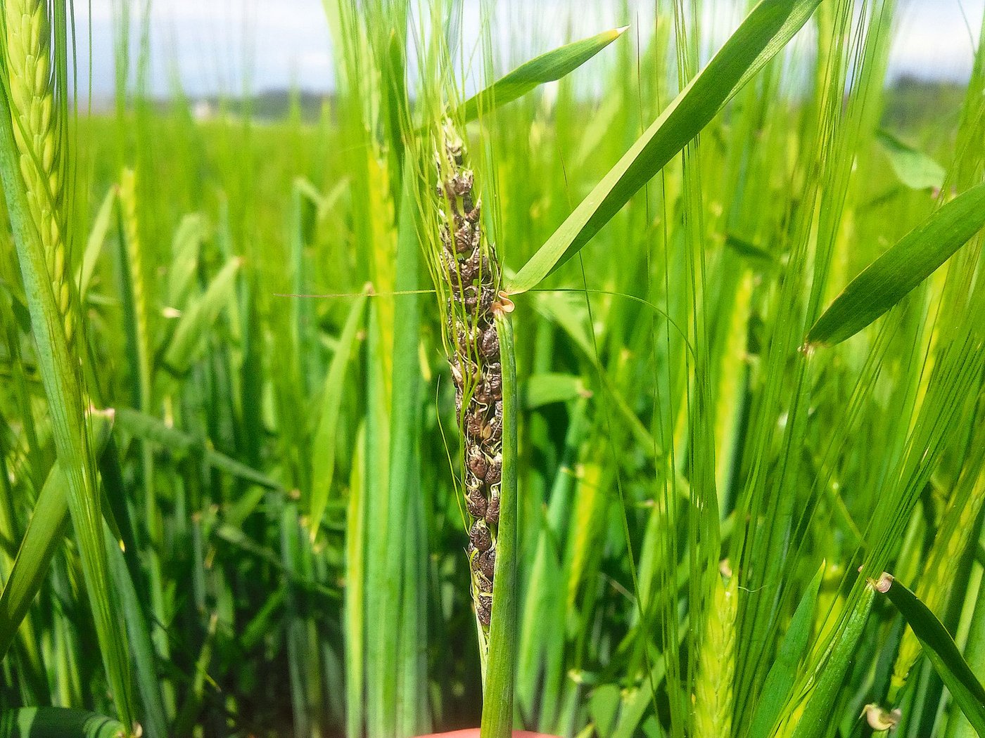 Flugbrand: Anstelle der Kornausbildung bilden sich Brandbutten mit dunkelbraunen oder schwarzen Sporenmassen. (Bild Sebastian Hagenbuch/die grüne)