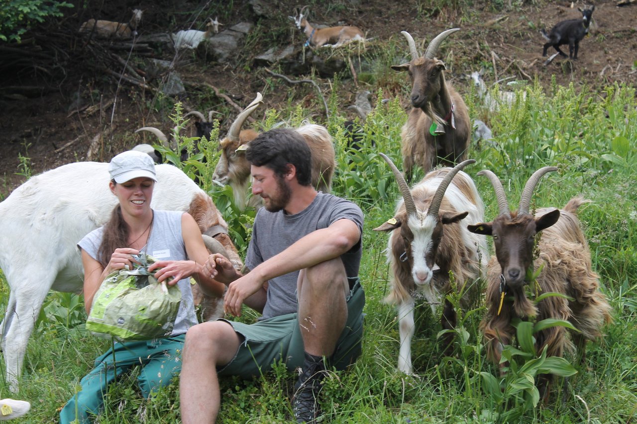 Christian Brunold und Antonia Studer sind gelernte Landwirte und betreuen die 200-köpfige Ziegenherde. (Bild Reto Betschart)