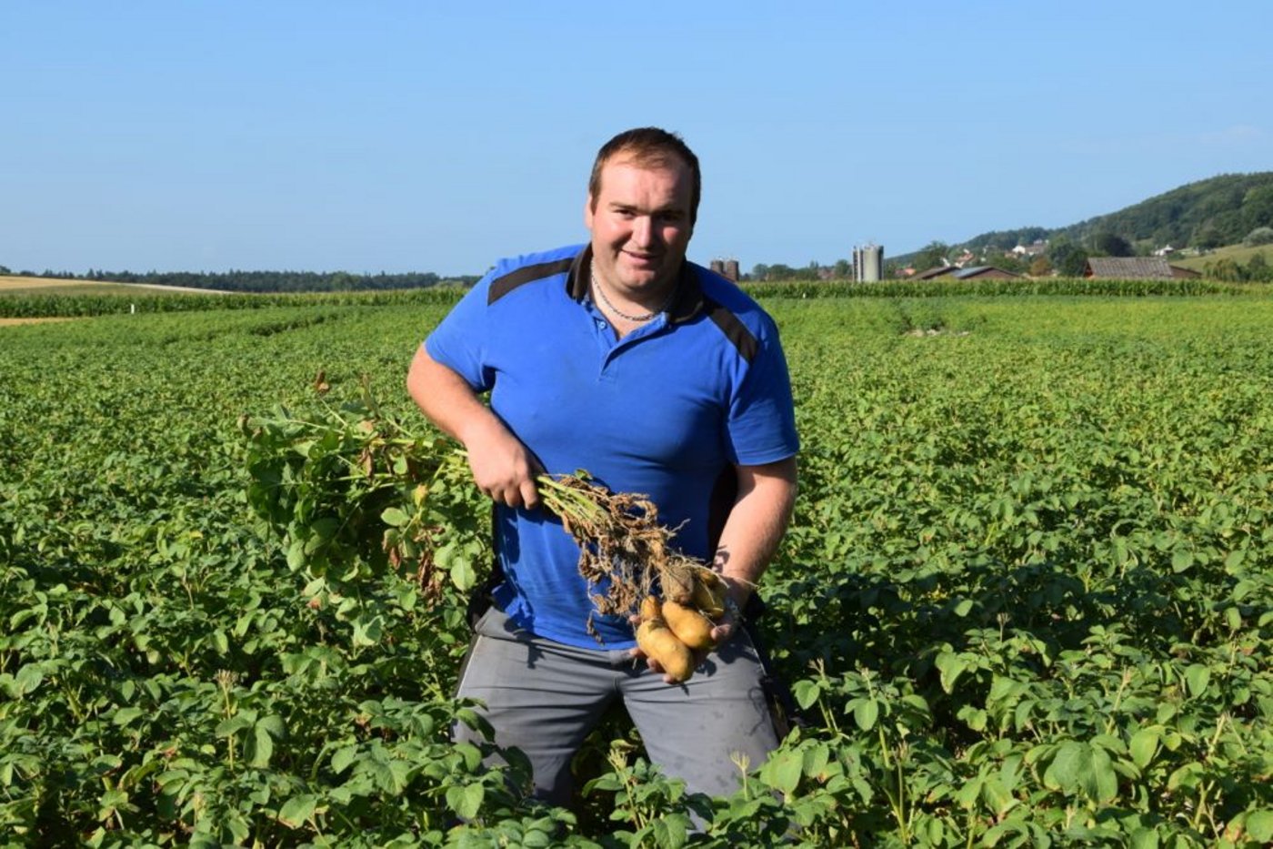 Lohnunternehmer und Landwirt Matthias Schwab aus Gals BE in einem seiner Agria-Felder, das stark von Zweitaustrieb betroffen ist. So sieht … (Bilder Jeanne Woodtli)