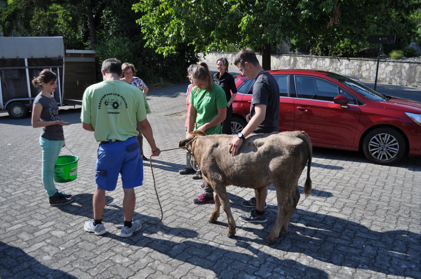 Auf dem Parkplatz des Solothurnischen Bauernverbands endet die Tour des Kalbes.