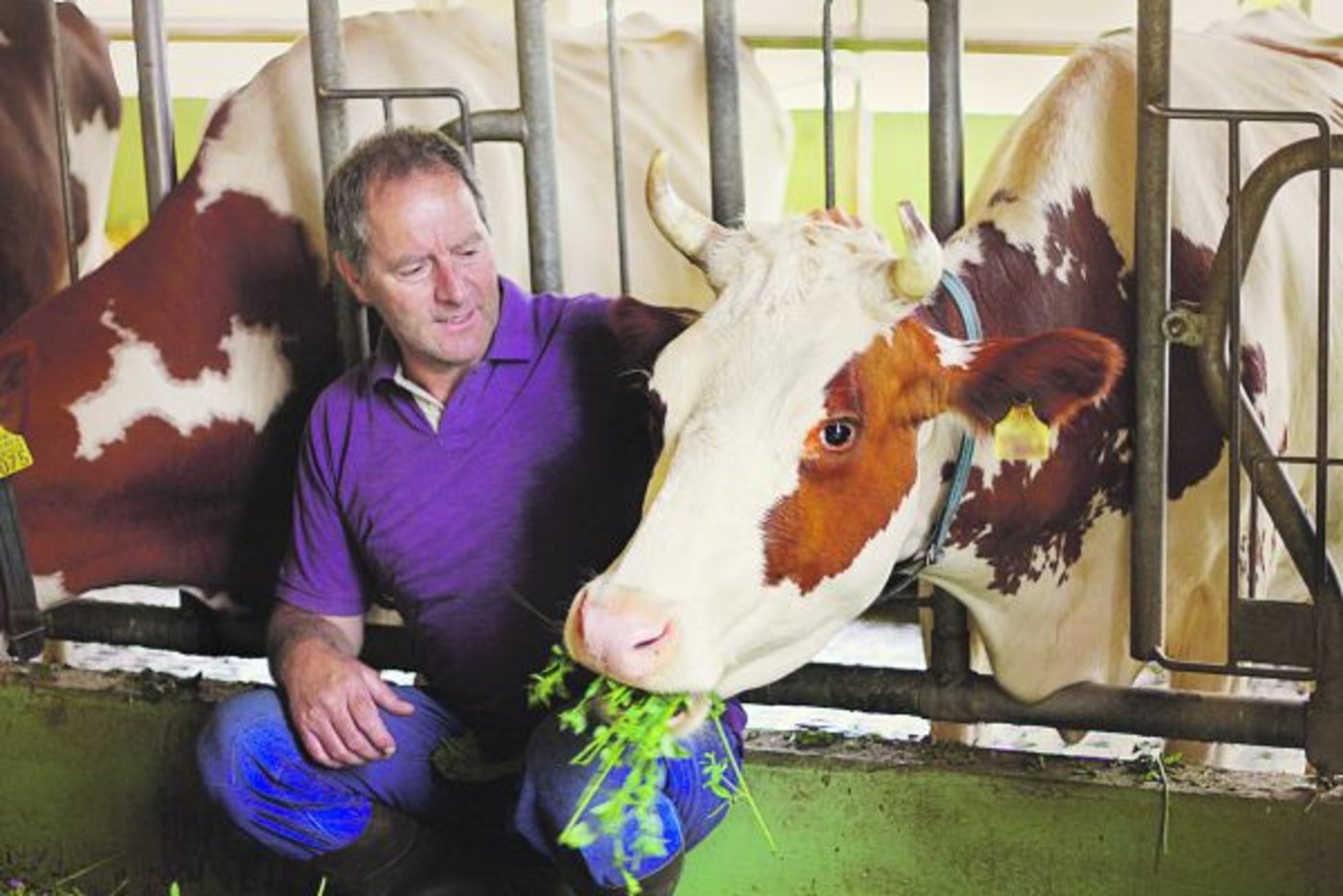 Josef Steinmann setzt auf Eingrasen und Weide. Heu und Kraftfutter ergänzen die Ration. (Bild zVg)