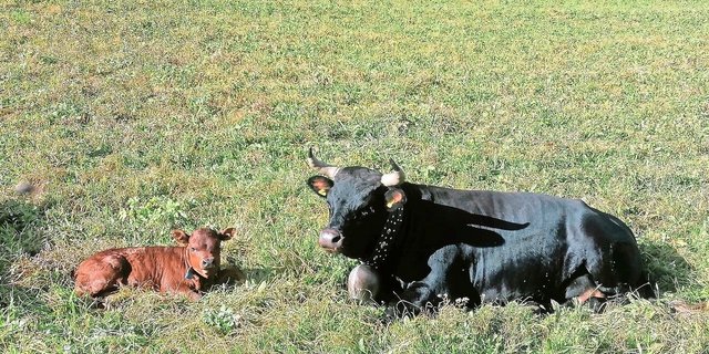 Die Eringerkuh Mitiaro mit ihrem Kalb Medusa, das dieses Jahr auf der Alp geboren wurde. Die Freude über den Nachwuchs ist gross. 