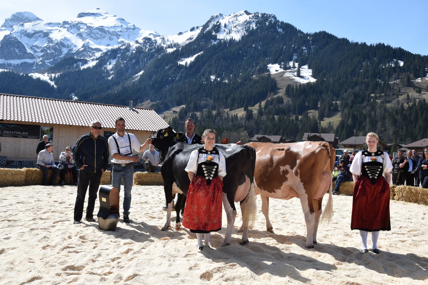 Die Junior-Missen Red Holstein/Holstein. Champion: newfield Atwood Caprice (links), GG von Känel aus der Lenk BE. Schöneuter: Moses Daisy von Viktor Reber aus Zweisimmen BE.