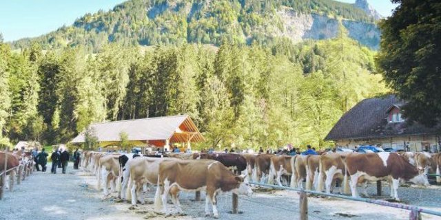 Für viele Züchter sind Beständeschauen immer noch ein wichtiger Gradmesser für die eigene Zucht. So auch an der Herbstschau 2018 im Kemmeriboden-Bad in Schangnau BE. (Bild Peter Fankhauser)