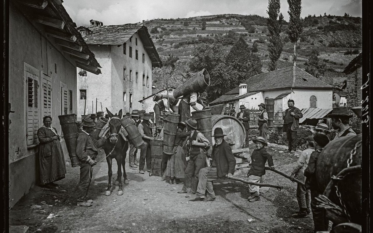 Frauen und Männer tragen eine Brente, Maultiere deren zwei bei der Weinlese 1905 in Saint-Léonard VS. In vielen Berggebieten waren Maultiere bis in die 1950/60er-Jahre unentbehrlich für den Transport vom Tal in höhere Lagen.