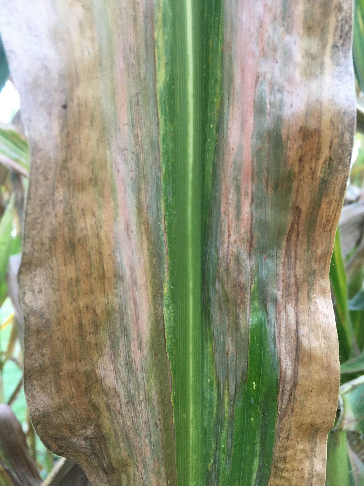 In gewissen Regionen wurde im Vergleich zu Vorjahren etwas mehr Befall mit den länglich-ovalen Helminthosporium-Blattflecken beobachtet. (Bild Jürg Hiltbrunner)