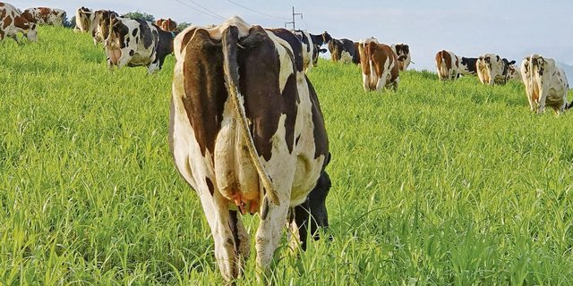 Sorghumweide mit Kühen