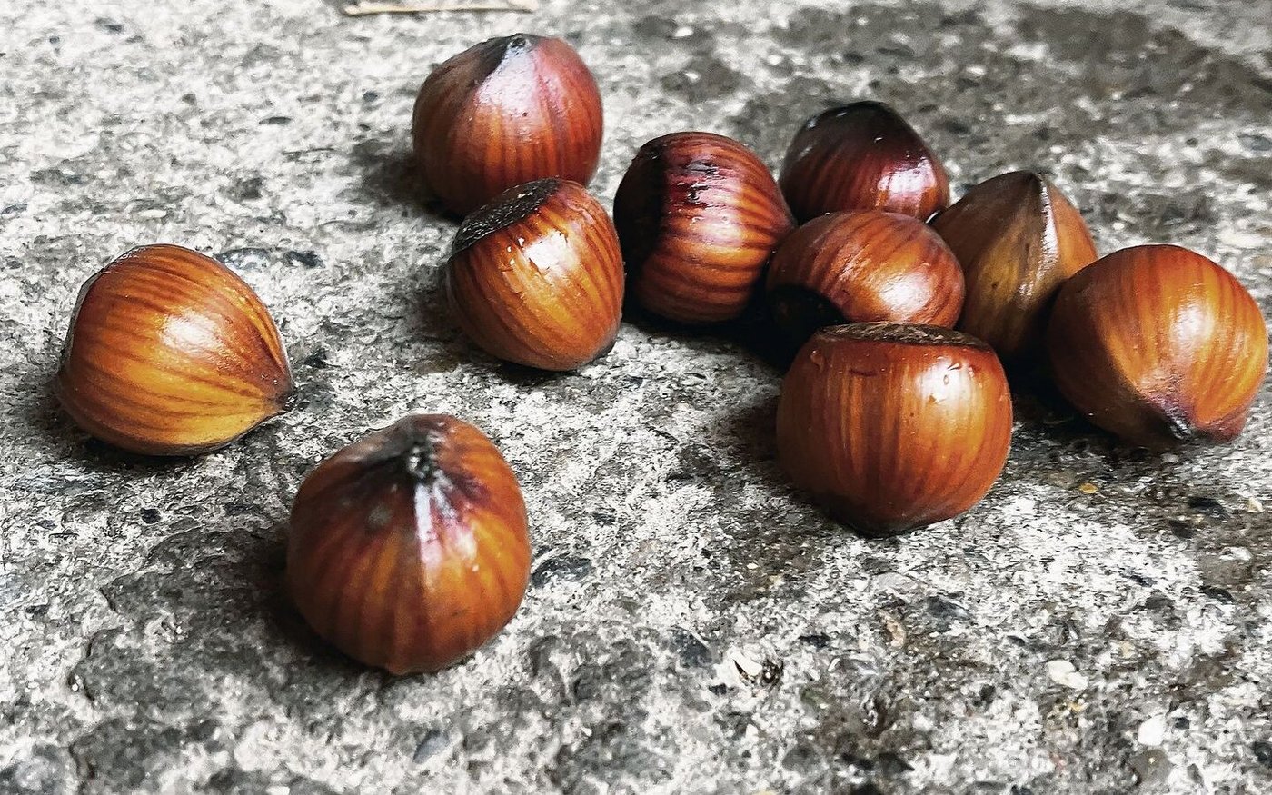 Energiepakete: Haselnüsse sind eiweissreich und haben einen hohen Gehalt an den Vitaminen B und E. 